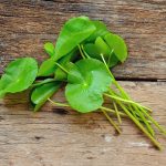 Centella asiatica: il rimedio naturale contro rughe, cellulite e cicatrici