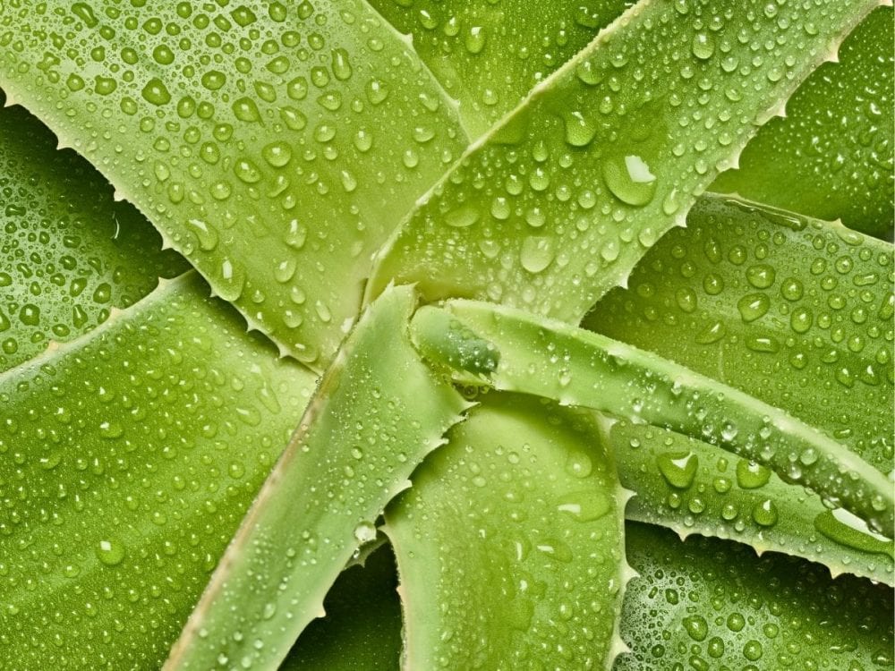 aloe vera