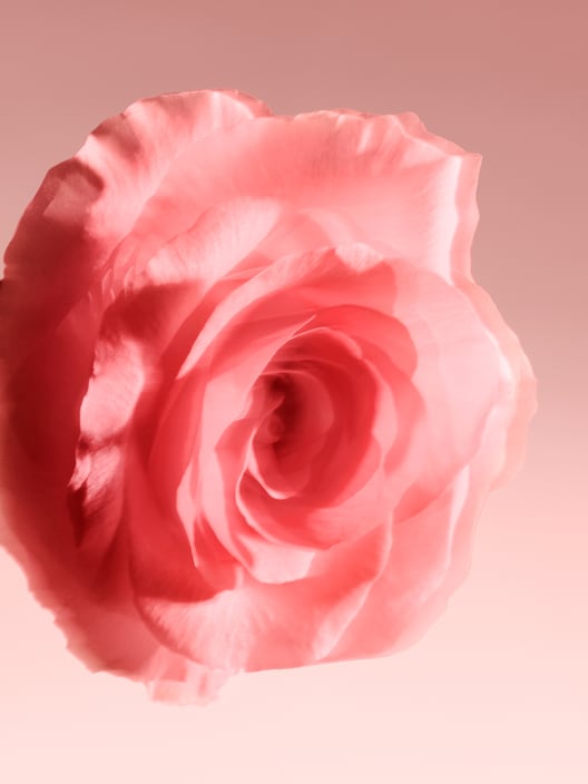 Profumi alla rosa? Ora sono per tutt*, oltre gli stereotipi di genere